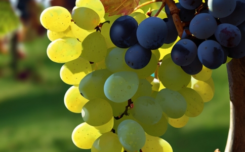 重慶口岸物流新聞動態重慶港利潤穩重有增